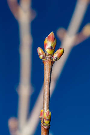 Macro photo of branch with buds of Acer campestre known as the field maple in spring.の写真素材