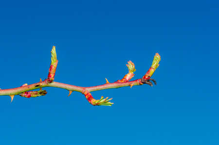Detail of branch with buds of Rosa canina, commonly known as the dog rose.の写真素材