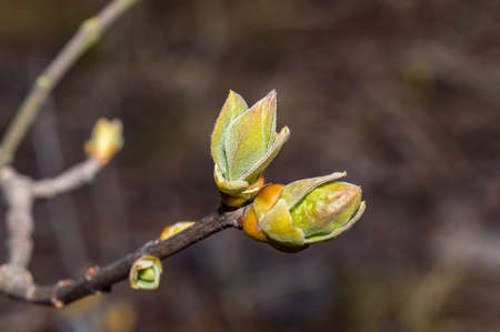 The flower buds of the syringa vulgaris (lilacs). Syringa vulgaris is a species of flowering plant in the olive family Oleaceae.の写真素材