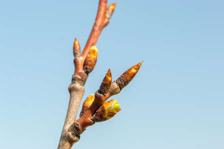 Bud of Prunus domestica on blue sky.
