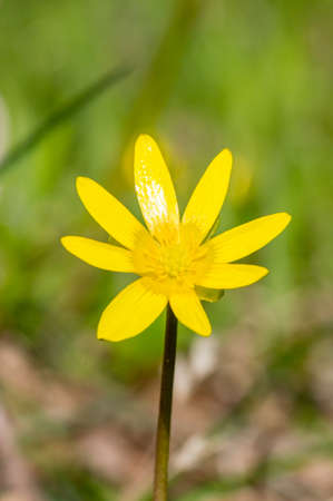 Ficaria verna (formerly Ranunculus ficaria L.), commonly known as lesser celandine or pilewort.