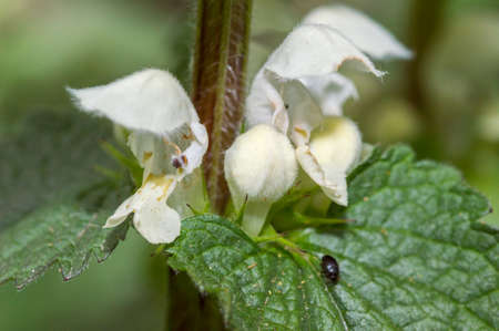 Closeup of White deadnettle flowers.