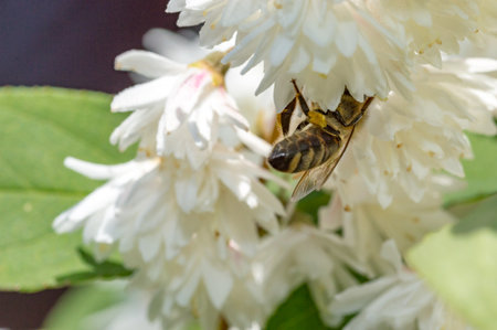 European honey bee inside white flower.