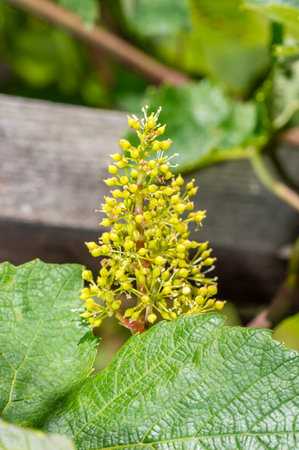 Flowering of grapevine, green flowers of grape, flowering vine.の写真素材