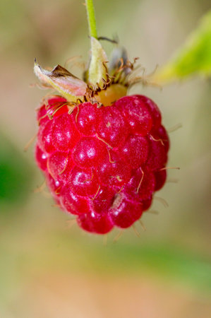 Macro photo of wild raspberry.の写真素材