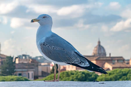 Portrait of wild seagull bird or seabird sitting on the wall.の写真素材
