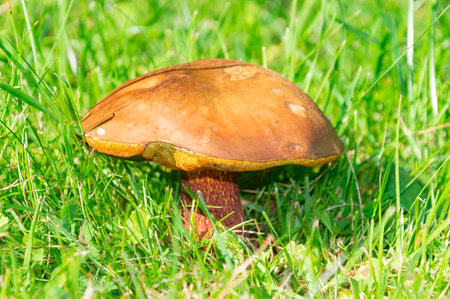 Nice view on the mushroom in the grass.の写真素材