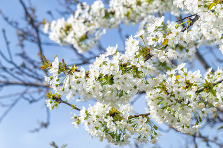 White flowers, blooming cherry tree in the garden.の写真素材