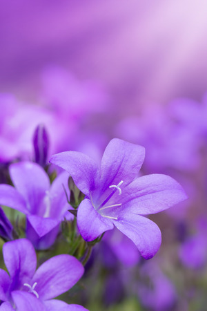 Beautiful spring background with campanula flowersの写真素材