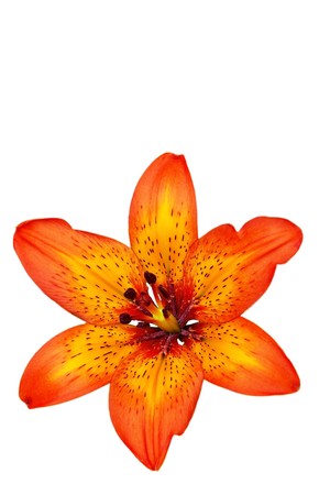 red lilly bloom isolated on white backgroundの写真素材