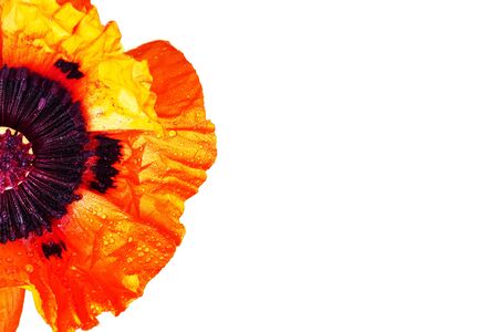 half poppy isolated on whiteの写真素材