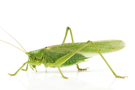 grasshopper from side on white backgroundの写真素材