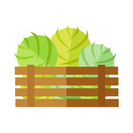 Fresh cabbage at the market vector. Flat design. Delivery farm products, grocery store assortment, foods for diet concept. Illustration of wooden box full of ripe vegetables. Isolated on white.のイラスト素材