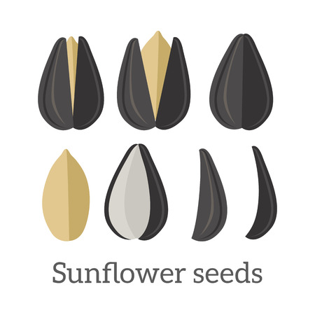 Sunflower seeds vector in flat style design. Traditional raw, salty, fried snack, diet product, culinary ingredient, source of vitamins, elements, fatty acids and oil. Isolated on white background.のイラスト素材