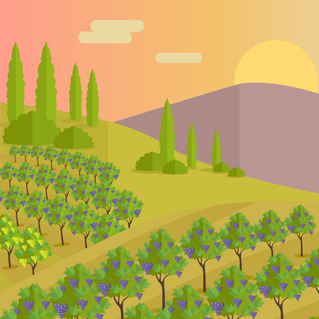 Vineyard plantation of grape-bearing vines, grown mainly for winemaking, raisins, table grapes and non-alcoholic juice. Vinegrove green valley. Part of series of viniculture production. Vectorのイラスト素材
