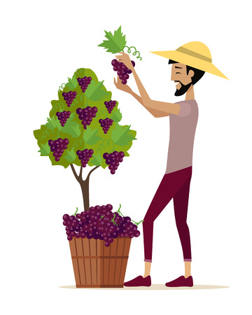 Man picking grape during wine harvest. Harvesting icon. Smiling vintner harvesting a bunch of red grapes in vineyard. Isolated object in flat design on white background. Vector illustration.のイラスト素材