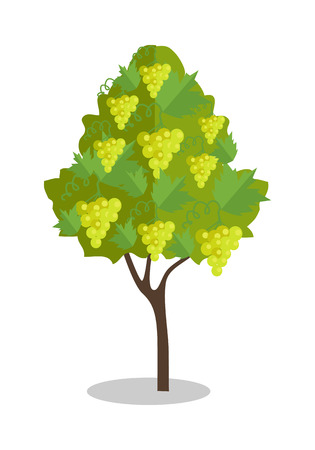 White grapes hanging on a bush. Vineyard icon. Vineyard grape. Wine grapes in vineyard ready for harvest. Grape bush icon. Ripe white grapes with shadow. Vector illustration on white background.のイラスト素材