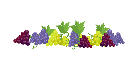 Bunches of red, white and purple wine grapes with green leaves. Fresh fruit. Vineyard grape icon. Grape icon. Wine grape icon. Isolated object in flat design on white background. Vector illustrationのイラスト素材