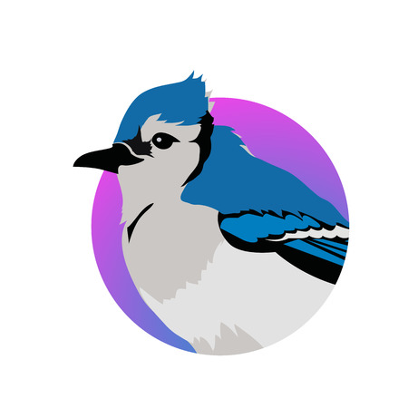 Blue jay vector. Birds wildlife concept in flat style design. North America fauna illustration for prints, posters, childrens books illustrating. Beautiful jay bird seating isolated on white.のイラスト素材