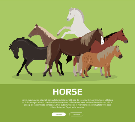 Horse conceptual web banner. Flat style vector. Group of different horses breeds, variety colors and sizes standing, running and rearing. For equestrian club, horse riding courses landing page designのイラスト素材