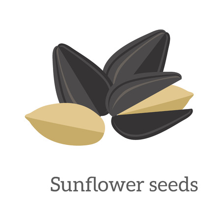 Illustration of sunflower seeds. Ripe sunflower seed in flat. Several sunflower seeds. Healthy vegetarian food. Isolated vector illustration on white background.のイラスト素材