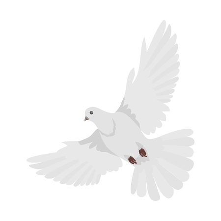 Pigeon vector. Religion, wedding, peace, pacifism, concept in flat design. Illustration for religion attributes, childrens books illustrating. White pigeon flying wings spread isolated on white.のイラスト素材