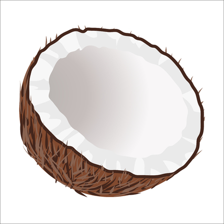 Half of Coconut. Tropical Nut Isolated illustrationのイラスト素材