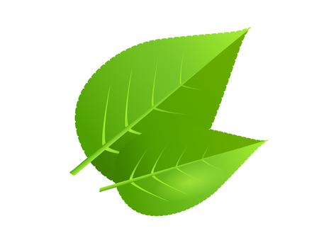 Two green tree leaves vector illustrationのイラスト素材