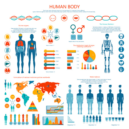 Concept of Human Body Colored Infographic Cartoonのイラスト素材