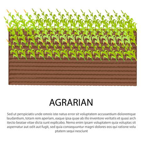 Agrarian Poster with Growing Corn Plantsのイラスト素材