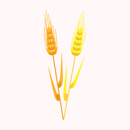 Two Yellow and Golden Ear of Wheat Isolated Vectorのイラスト素材