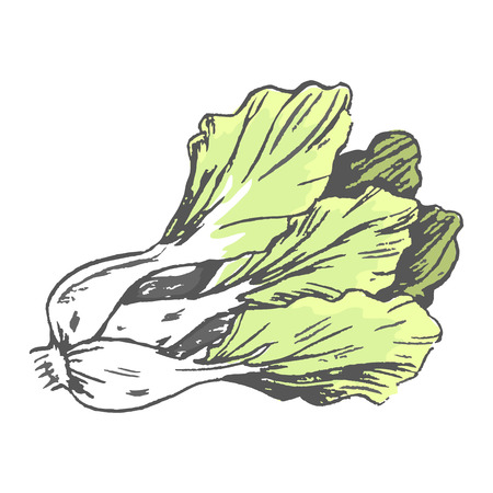 Romaine Lettuce Close up Graphic Illustrationのイラスト素材