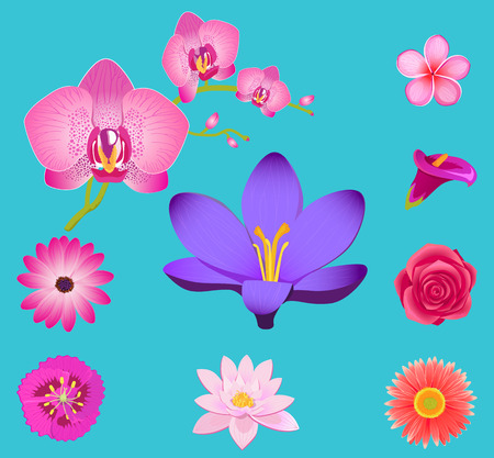 Flower Collection Isolated on Azure Backgroundのイラスト素材