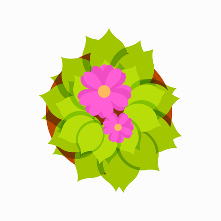 Top view of blooming pink flower with lots of green leaves in brown pot. Vector illustration of home plant isolated on white backgroundのイラスト素材