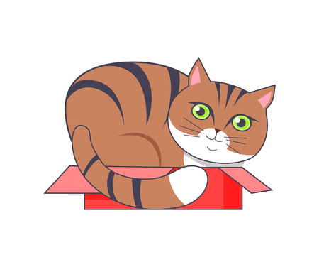 Cat Sitting in Box Red Color Vector Illustrationのイラスト素材