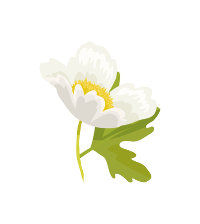 Anemone Snowdrop Favorite Garden Plant Vector illustration.のイラスト素材