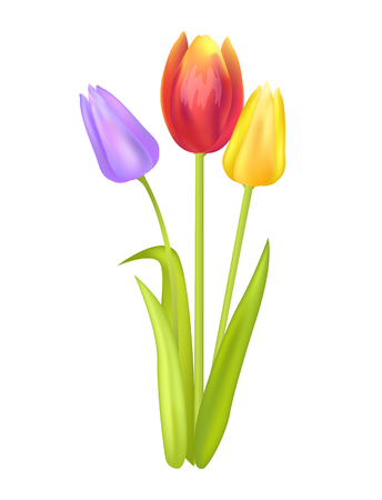 Colorful Bouquet with Three Tulips of Multi Colorのイラスト素材