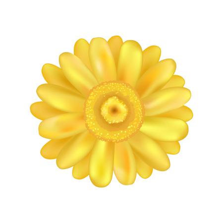 Yellow Zinnia Daisy Flower Vector Illustrationのイラスト素材