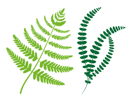 Greenery collection leaves plants and fiddleheads of green color, set of natural herbs, fern branches vector illustration isolated on white backgroundのイラスト素材