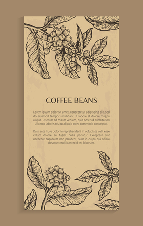 Coffee beans, poster with text sample and headline, plant with leaves and coffee beans sketch banner vector illustration isolated on brown backgroundのイラスト素材