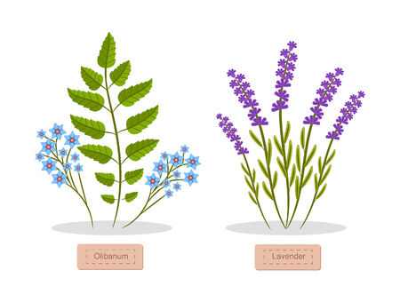 Olibanum and lavender set of herbs headlines below, herbs collection with titles, aromatic elements vector illustration isolated on white backgroundのイラスト素材