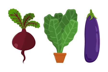 Vegetarian food set beetroot, vegetables and eggplant, pot and leaves vegetarian food, collection vector illustration isolated on white backgroundのイラスト素材