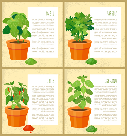 Basil parsley chile and oregano fresh greenery set vector illustration, text sample, various spices collection, fresh greenery leaves, spicy powdersのイラスト素材