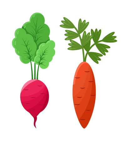 Cartoon Concepts of Radish and Carrot Vagetablesのイラスト素材