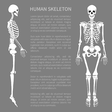 Human skeleton text sample with headline giving information about skeletal system supporting organism structure internal framework vector illustrationのイラスト素材