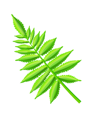 Royal fern, decorative leaf, exotic plant light-green color, tropical branch item, vector isolated on white, pattern of hawaii flora, botanical illustrationのイラスト素材