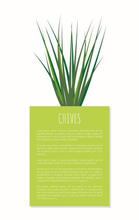 Chives aroma spices plant vector illustration isolated on white background green rectangle with text sample, spice flavor herb and greenery butchのイラスト素材