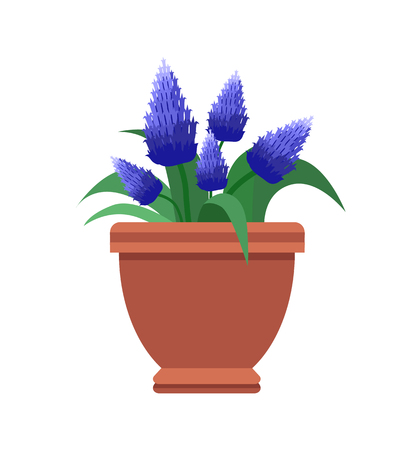 Muscari room plant with blossom of blue color, indoor flowers species in pot, natural decor element vector illustration isolated on white background.のイラスト素材