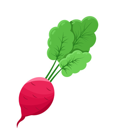 Juicy radish vegetable, pink redible bulb with green sprouts, tasty organic product, healthy food vector illustration isolated on white background.のイラスト素材