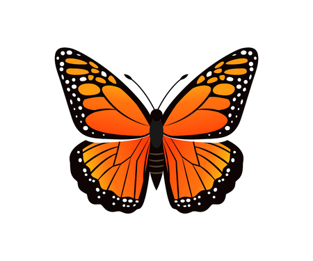 Viceroy limenitis archippus butterfly of orange color with ornaments and decorated wings, morpho insect vector illustration isolated on whiteのイラスト素材